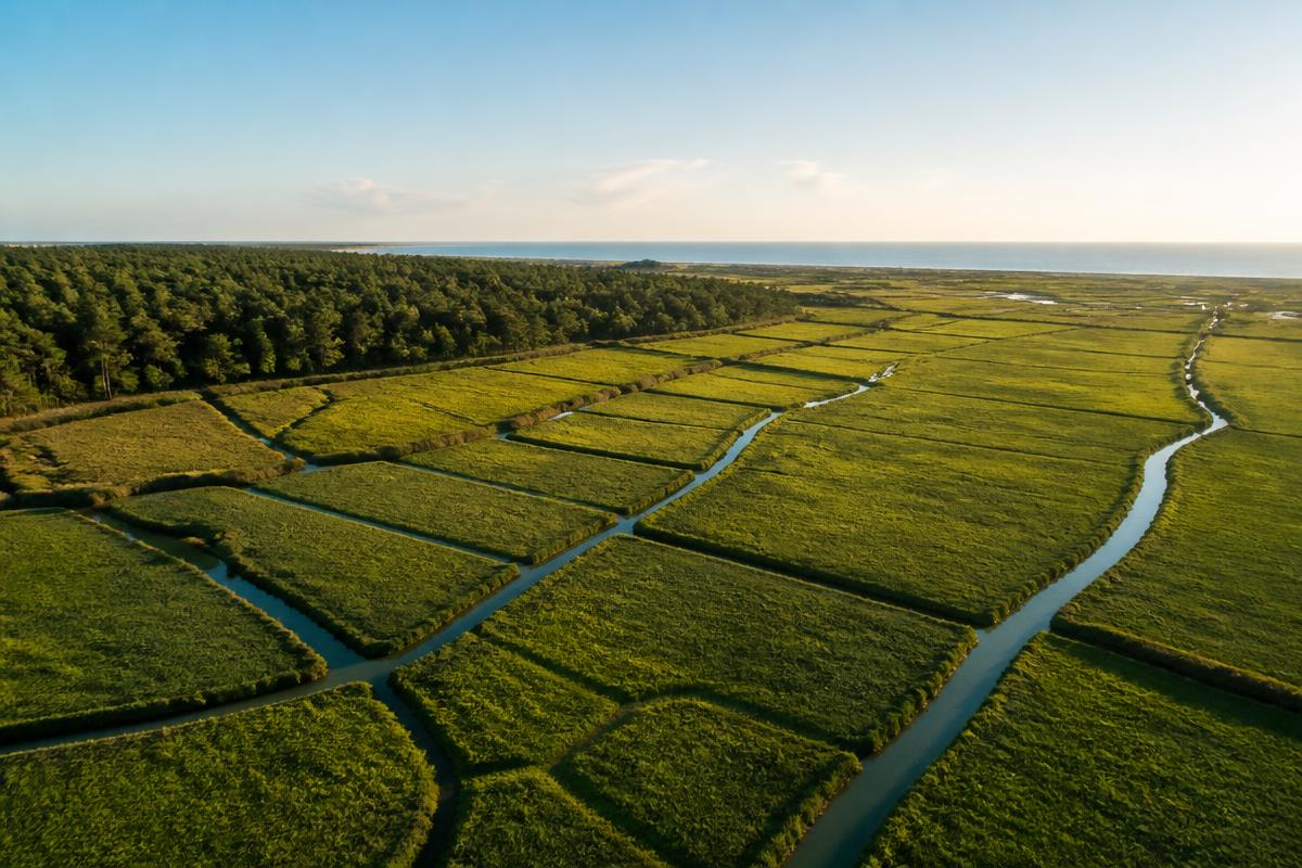Aerial view of green rice fields and water channels in Comporta, Portugal